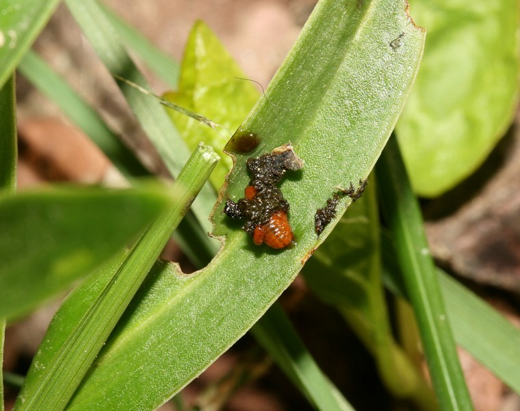 Criocera del giglio